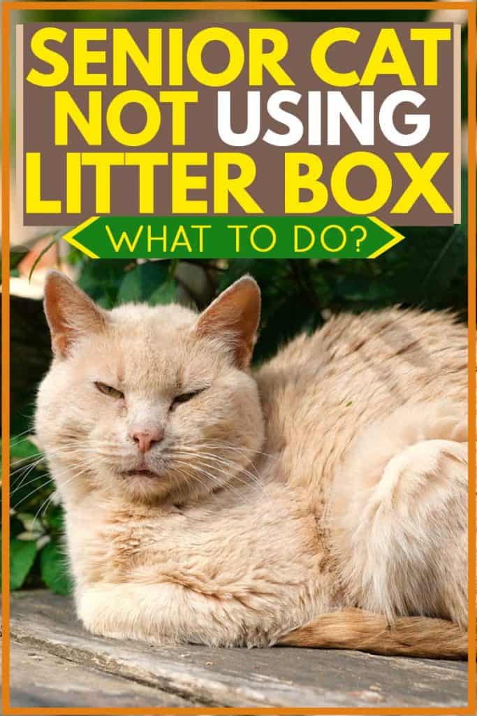 Elderly cat lying on wooden table refusing to use litter box,Senior Cat Not Using Litter Box - What to Do?