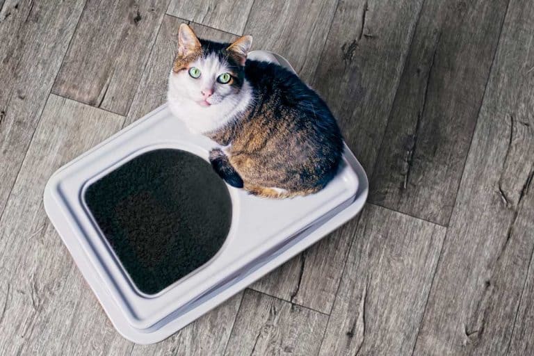 Tabby cat standing on top of litter box while staring at camera, 7 Best Modern Cat Litter Boxes