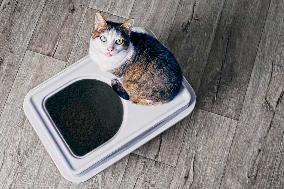 7 Best Modern Cat Litter Boxes