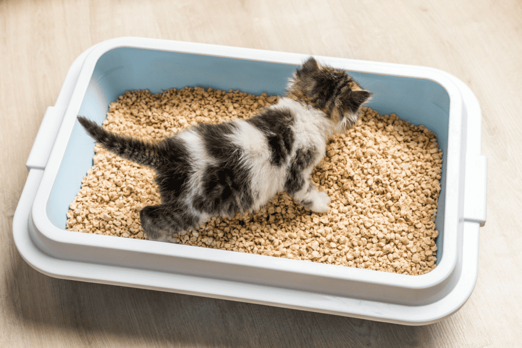 a kitten in the litter box for a feature article on fleas in the litter box