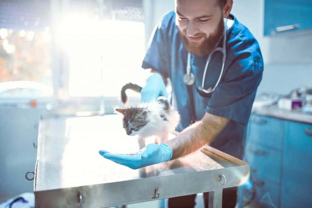 Veterinarian holds cat white inspecting the cat for any suspicious behavior