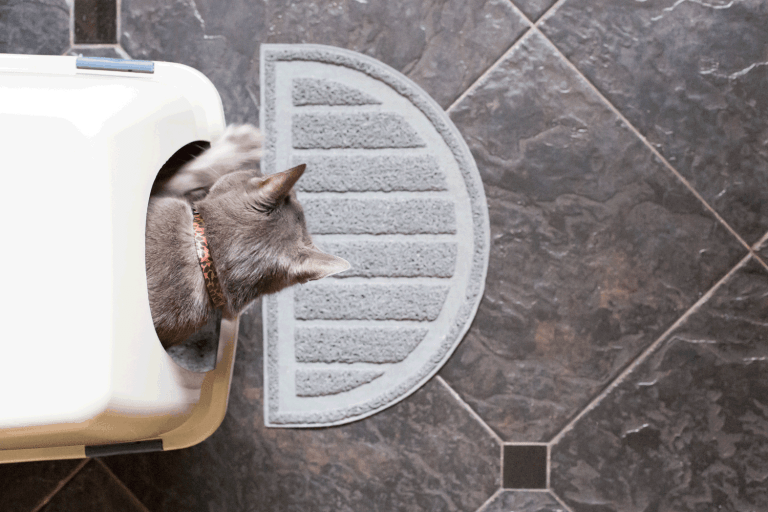 A gray kitten scratching in a litterbox, 7 Best Litters For Cats With Asthma