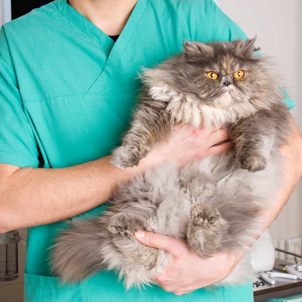 A veterinarian holding a fluffy Persian cat for treatment