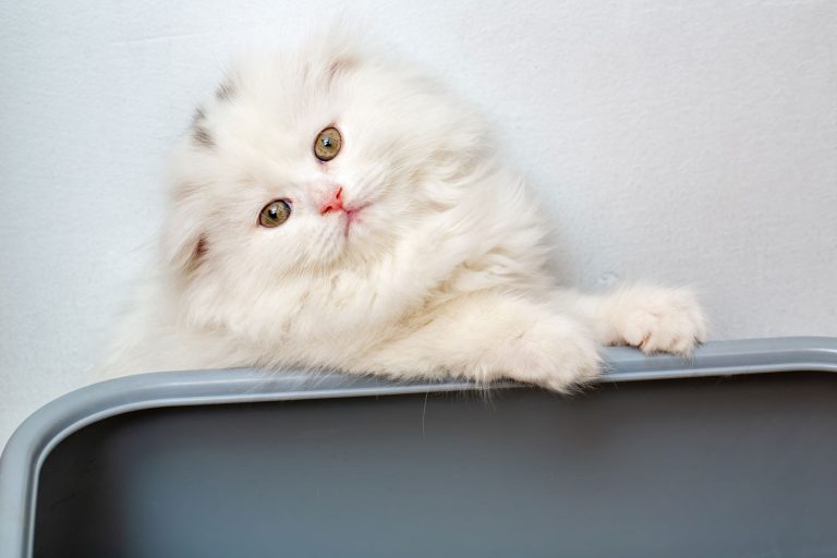 White Persian cat looking at the camera, Persian Cat Litter Box Problems
