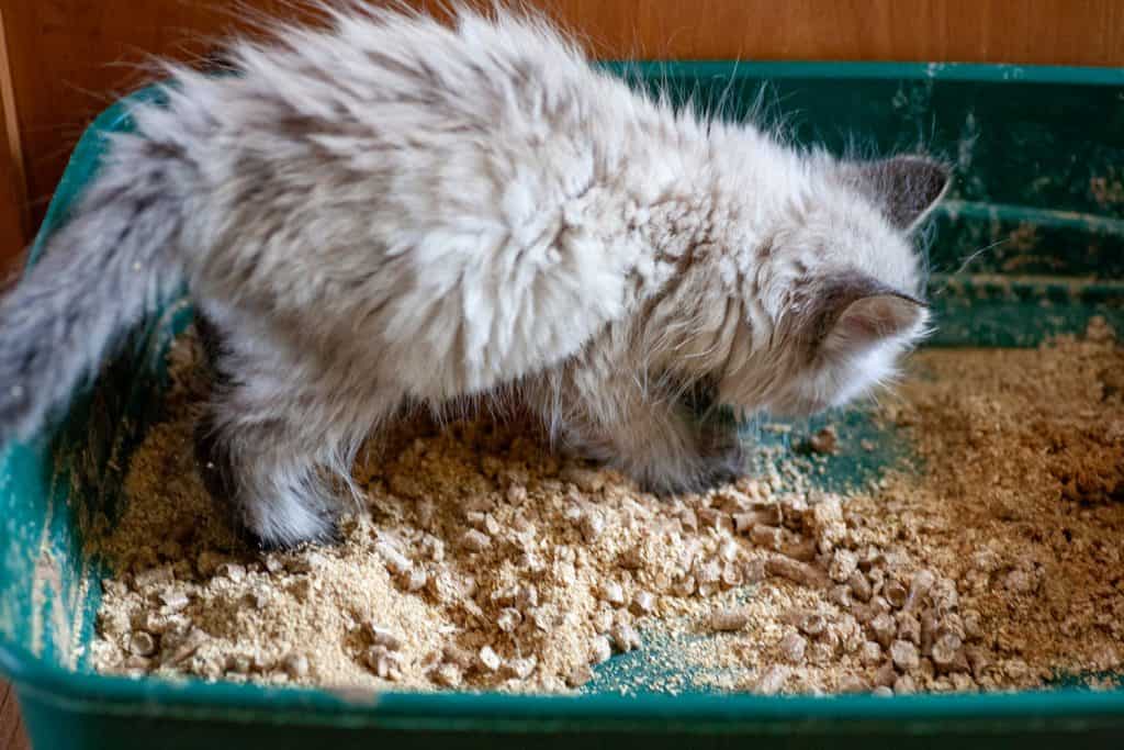 An overweight constipated cat sitting on the litter box trying to poop