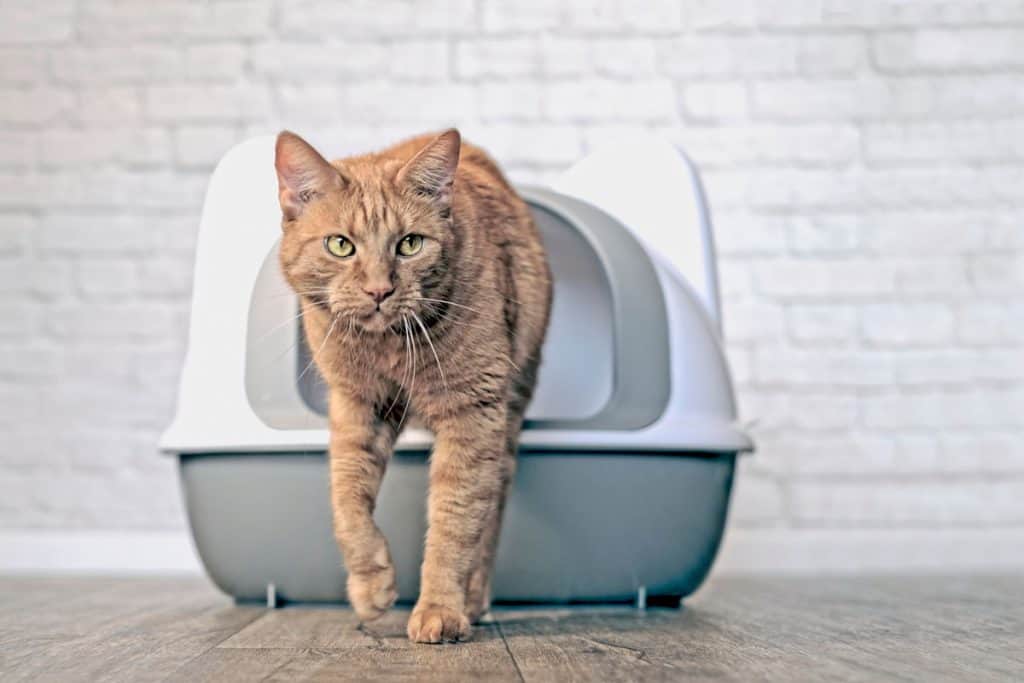 Cute ginger cat going out of a litter box, How Many Litter Boxes Should You Have for One Cat?