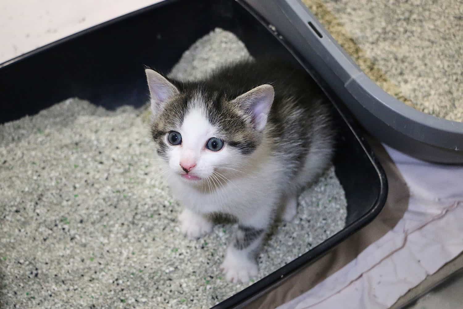Cute small kiten is sitting in a stainless litter box and looking up, 5 Best Stainless Steel Litter Boxes for Cats