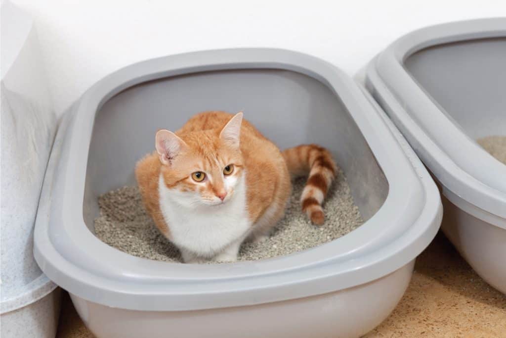 Red and white tabby cat sitting in litterbox. Does The Litter Box Attract Bugs