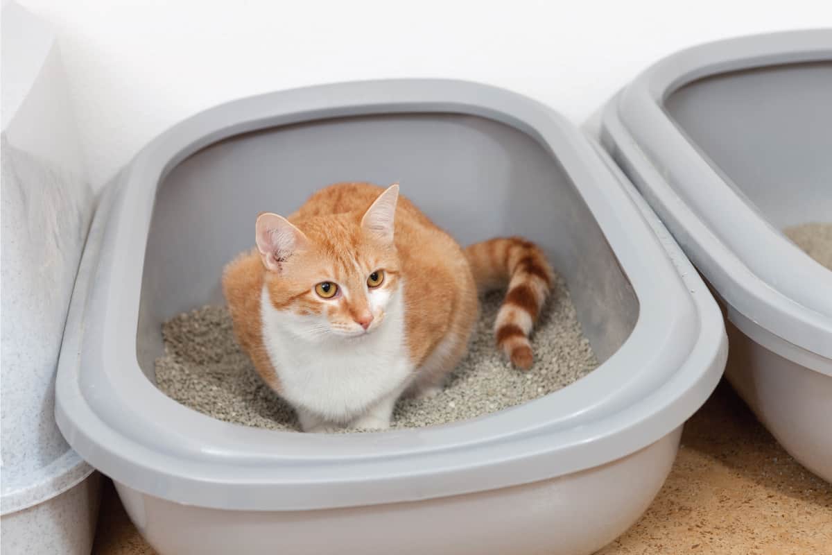 Are Ants Attracted to Cat Litter? 