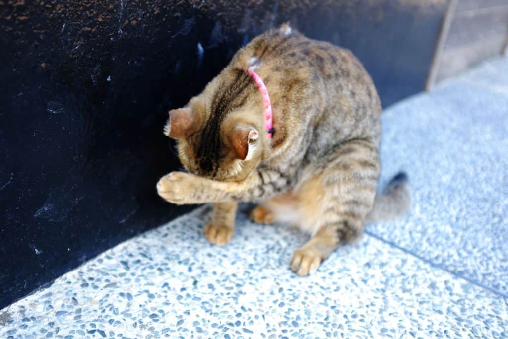A domestic cat scratching his head 