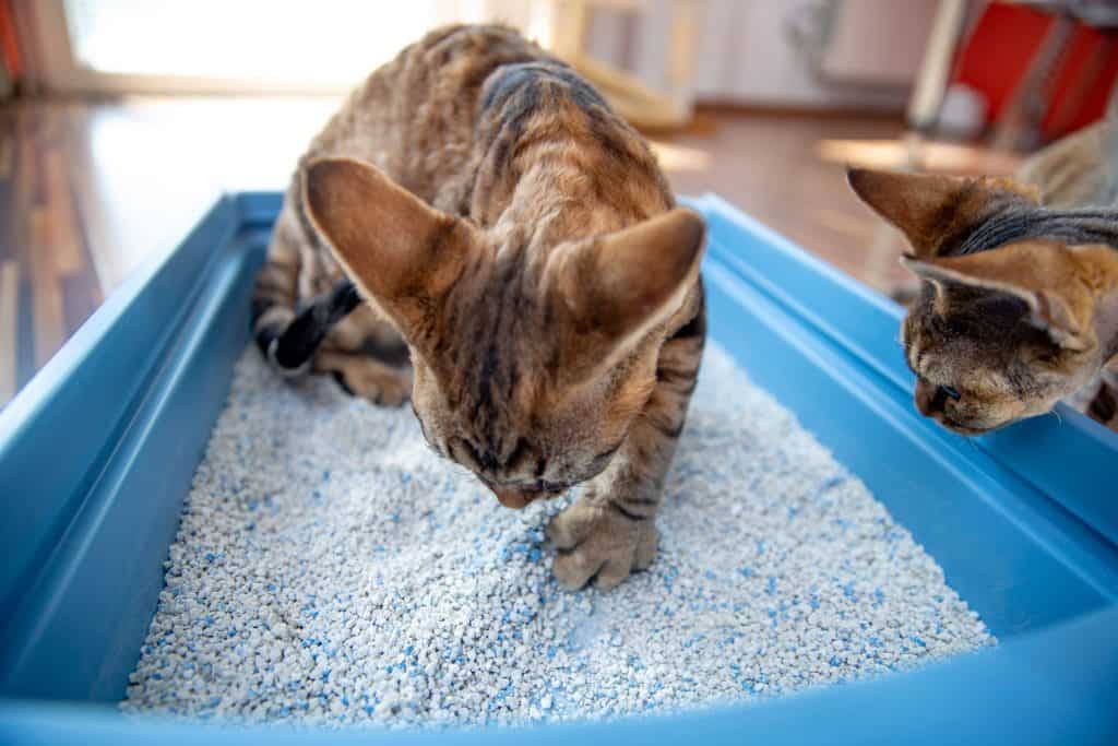 Excessive Digging in the Litter Box - How To Help Your Cat, Devon Rex Kitten Digging Sand in Litter Box While Being Watched by Curios Brother, Excessive Digging in the Litter Box - How To Help Your Cat