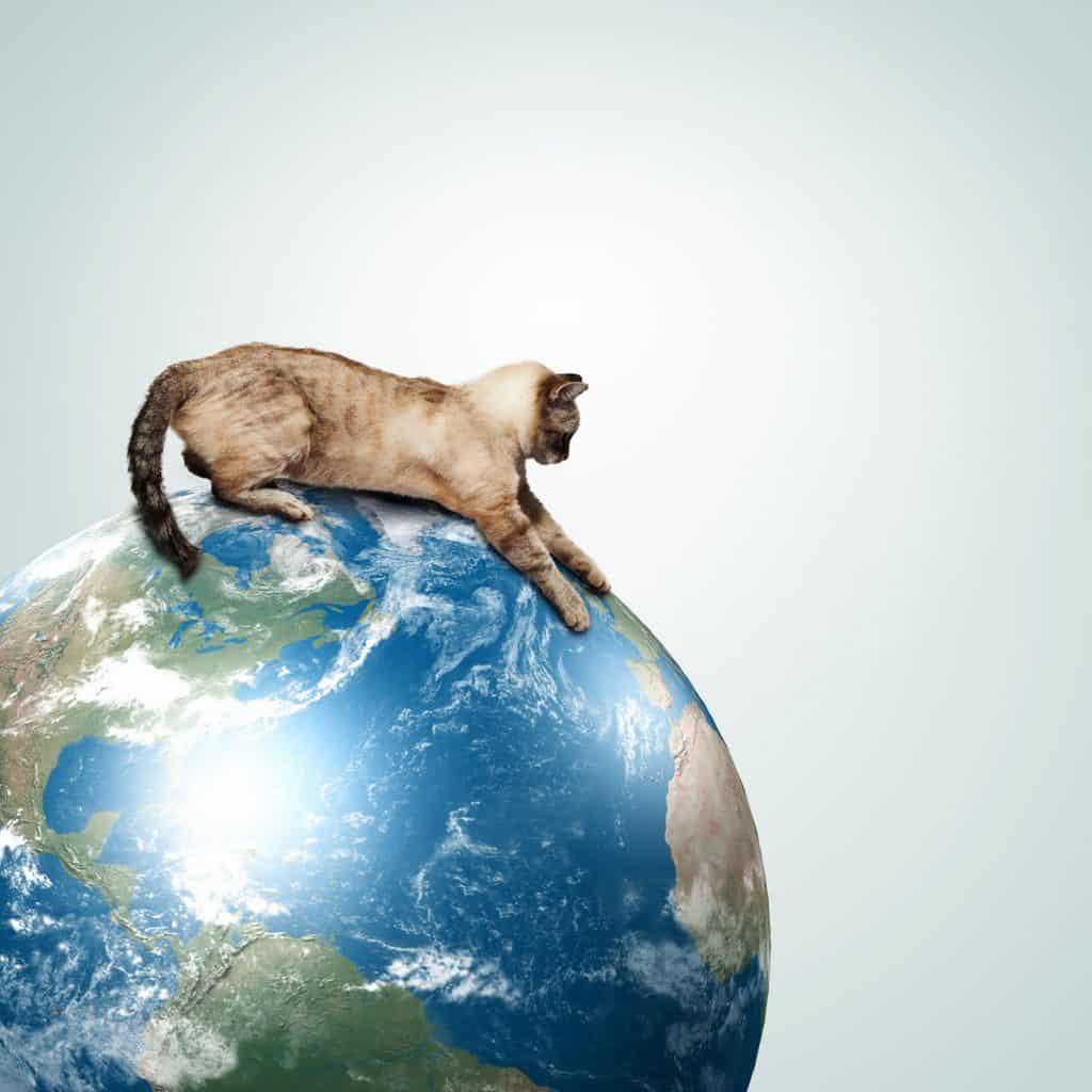 A Siamese cat playin on the big globe model