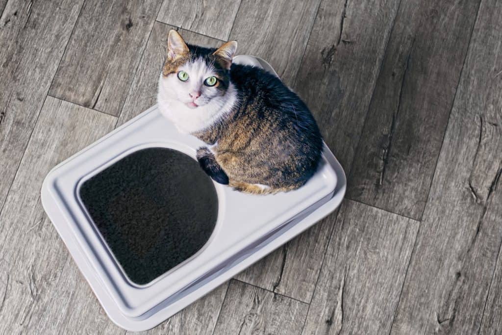 A cat looking at the camera while standing on top of his litter box