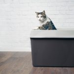 Can Declawed Cats Use Clay Litter?
