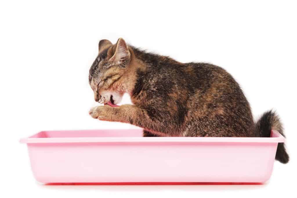 A domestic cat licking his paws inside his litter box