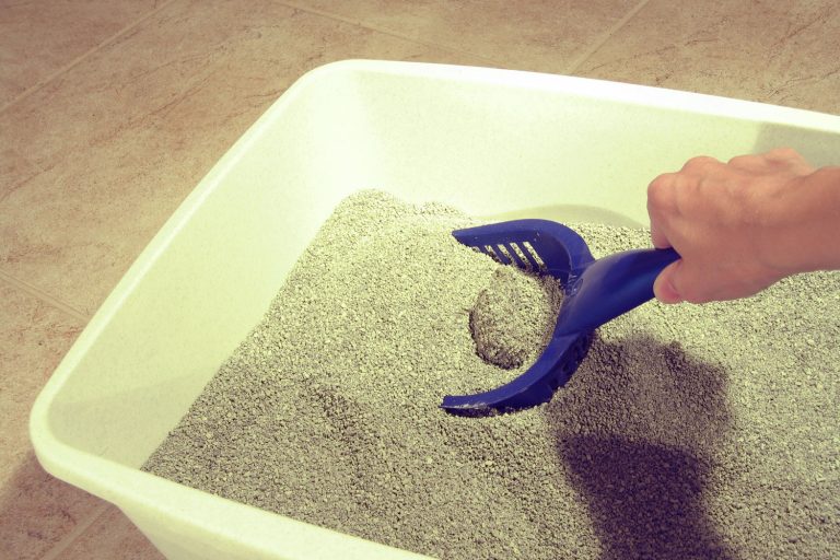 A woman scooping a clumped cat litter, Does Clumping Litter Last Longer?