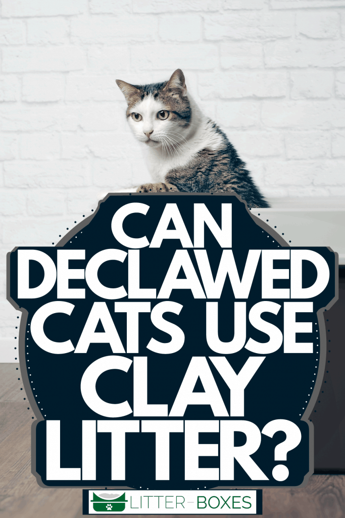 A cat standing up his litter box, Can Declawed Cats Use Clay Litter?