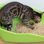 Wood Pellet Cat Litter Pros And Cons