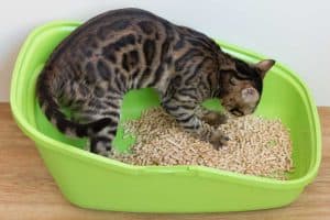 Read more about the article Wood Pellet Cat Litter Pros And Cons