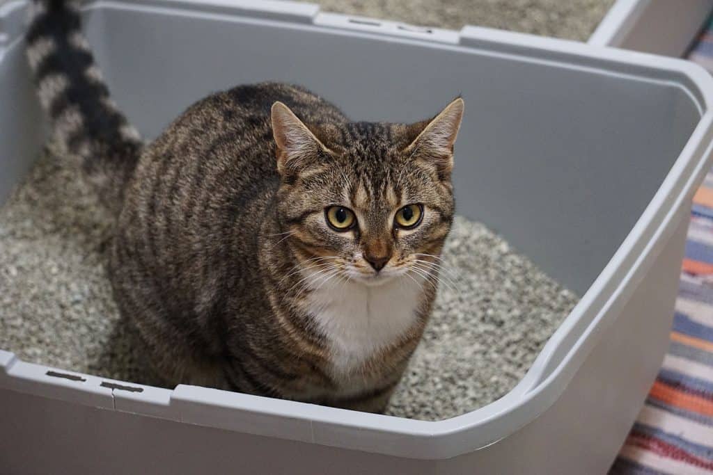 A cat taking a dump inside his huge litter box