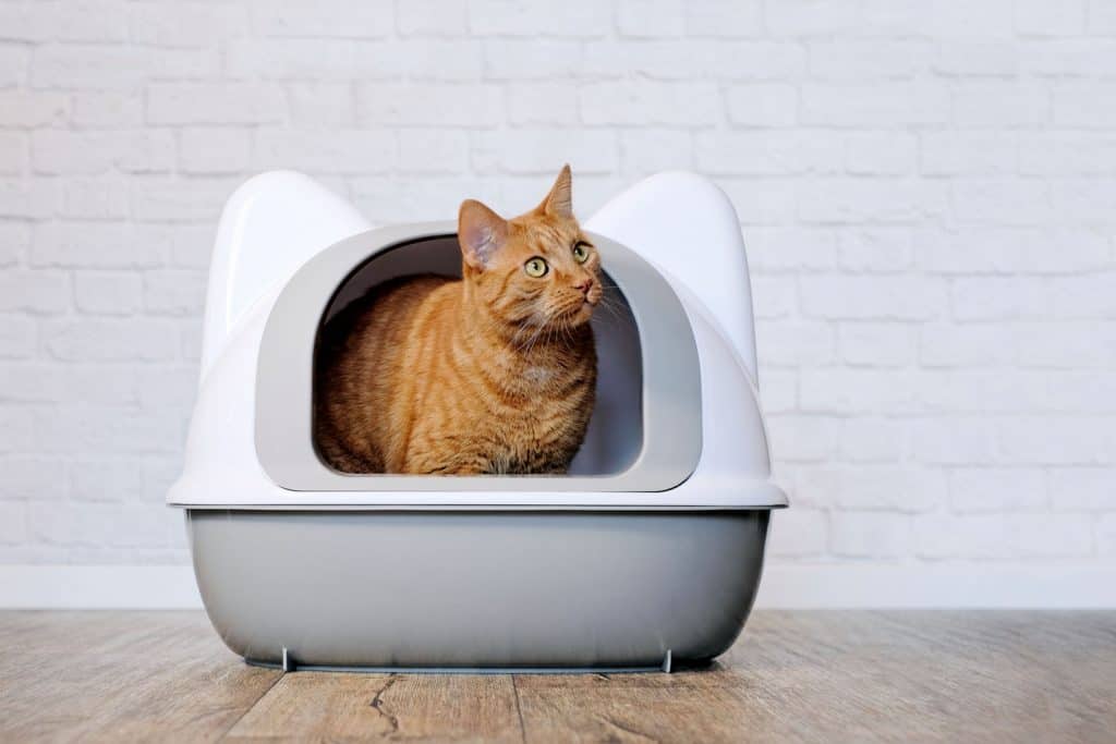 A ginger cat taking his time inside his litter box