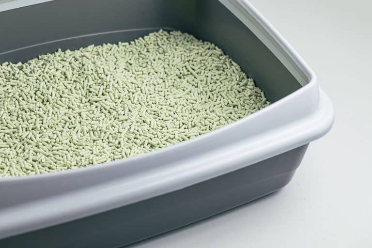 Cat litterbox with natural flushable biodegradable tofu litter with green tea powder fragrance, Can You Scoop Non-Clumping Litter?