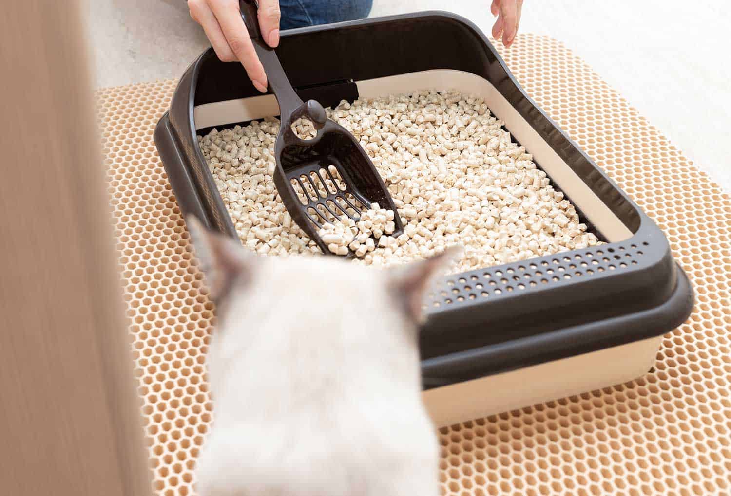 Female hands cleaning cat litter box with scoop