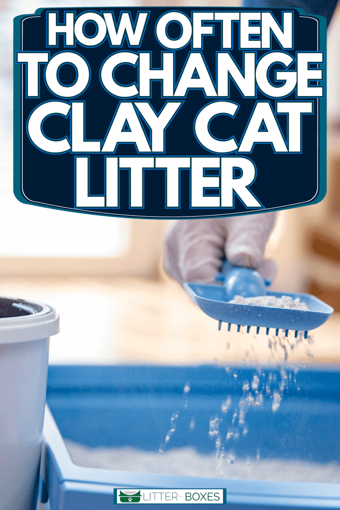 Cat owner scooping all the clumped up cat litter, How Often To Change Clay Cat Litter
