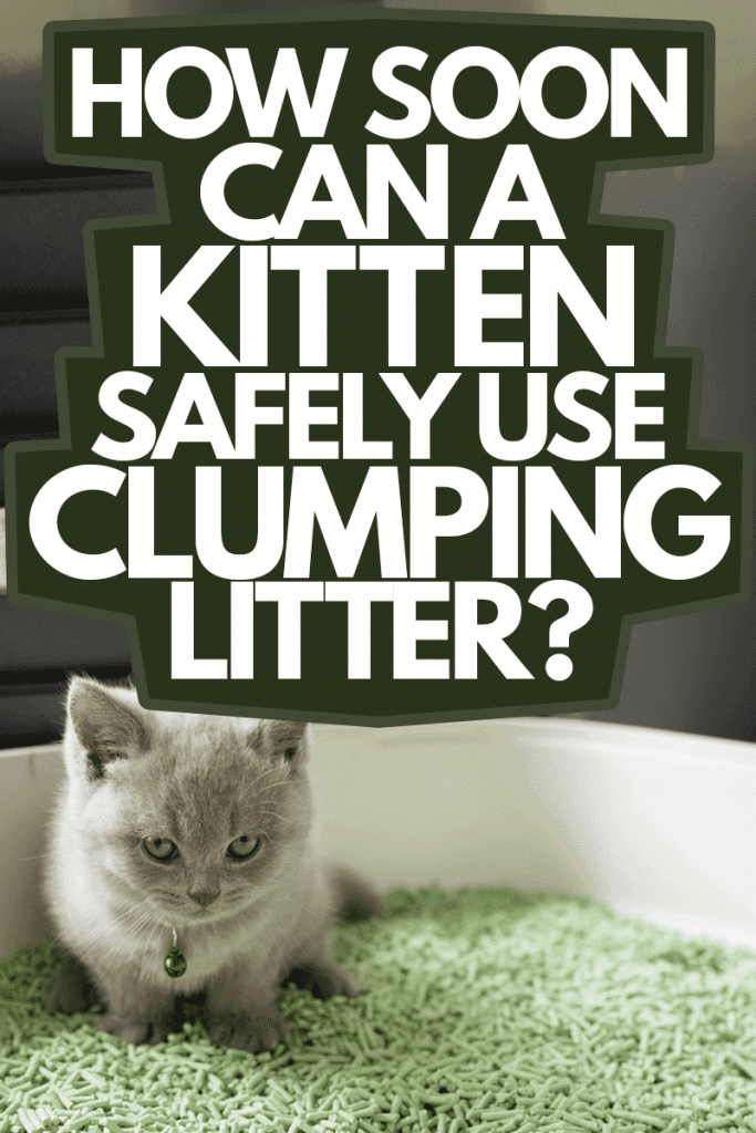 The British Shorthair cat, lilac color, cute and beautiful kitten, sitting in a tray with a green cat litter, was intending to push the feces, and looked straight, funny, cute and adorable, How Soon Can A Kitten Safely Use Clumping Litter?
