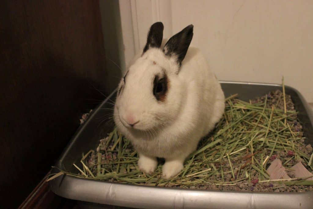 Rabbit using a litterbox