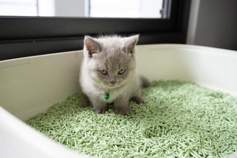 The British Shorthair cat, lilac color, cute and beautiful kitten, sitting in a tray with a green cat litter, was intending to push the feces, and looked straight, funny, cute and adorable, How Soon Can A Kitten Safely Use Clumping Litter?