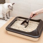 How Long Does Cat Litter Typically Last? [By Number Of Cats and Type of Litter]