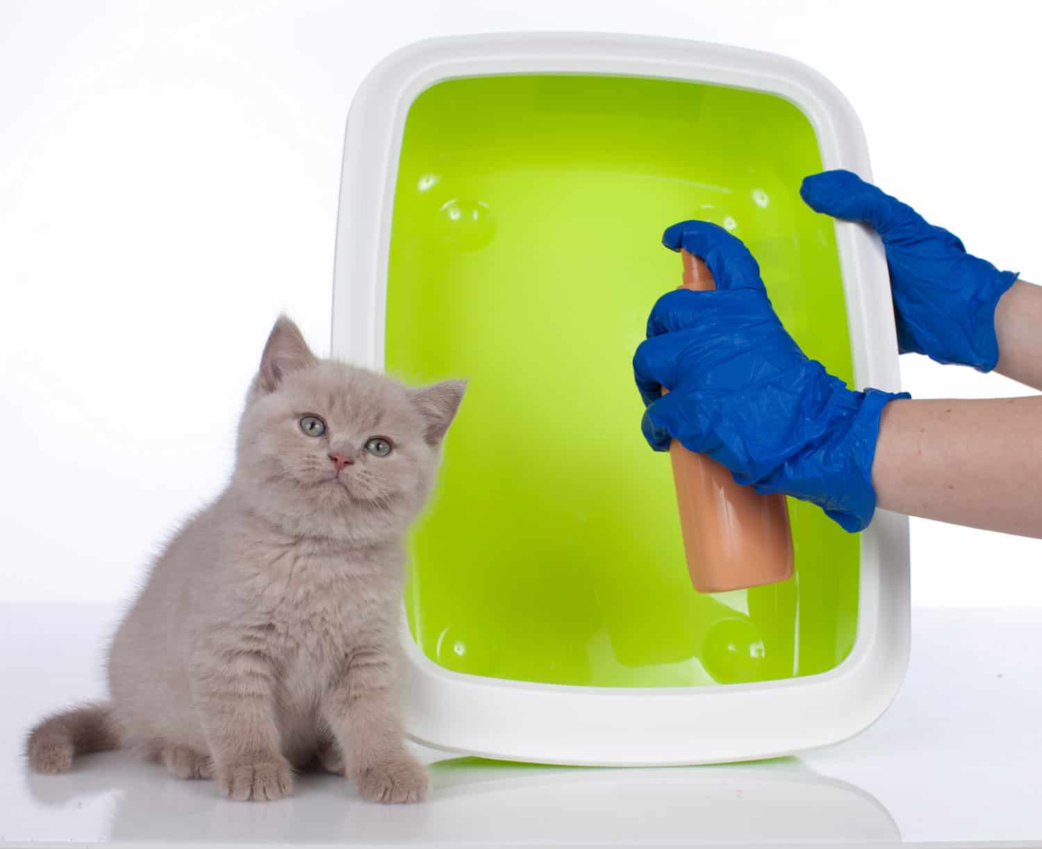 cat tlitterbox with cat aside and hands cleaning with spray