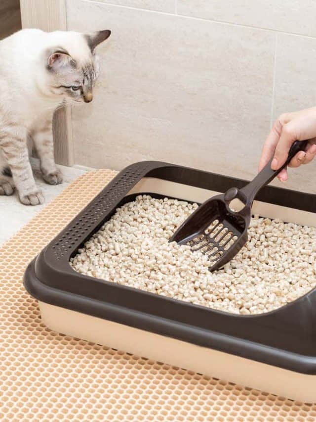 Woman shoving away cat litter from the litter box, How Long Does Cat Litter Typically Last? [By Number Of Cats and Type of Litter]
