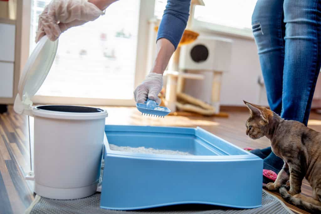 A woman scooping cat litter from the litter box