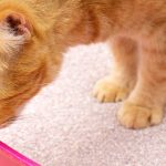 How To Remove Clumping Litter From Cat’s Paw