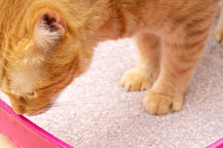 Cat on a litter box, How To Remove Clumping Litter From Cat's Paw