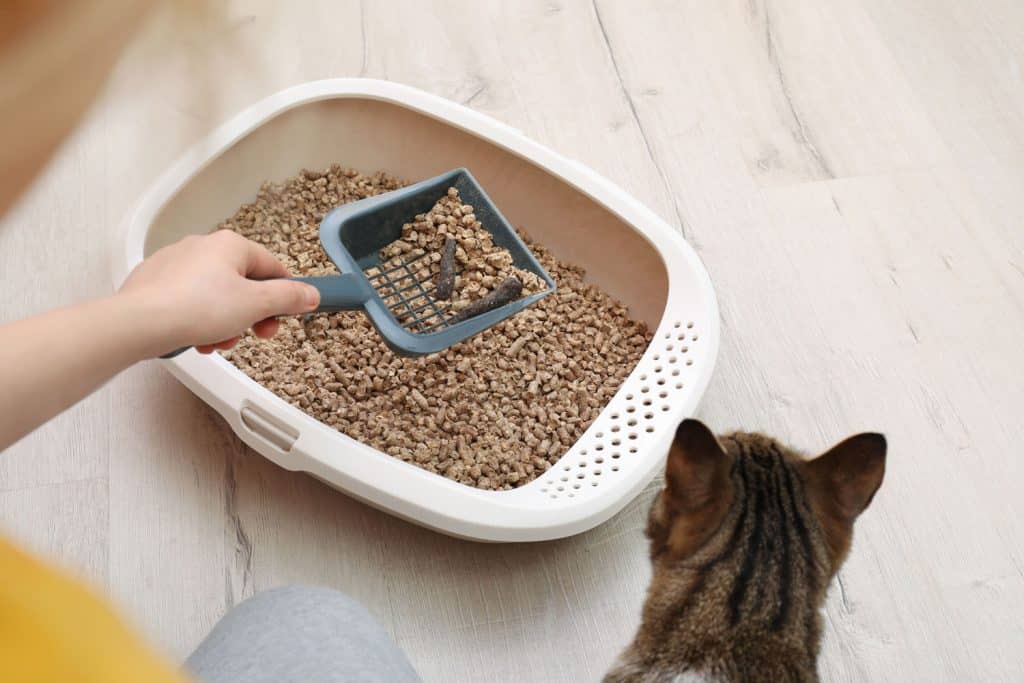 Cat owner scooping cat litter from the litter box