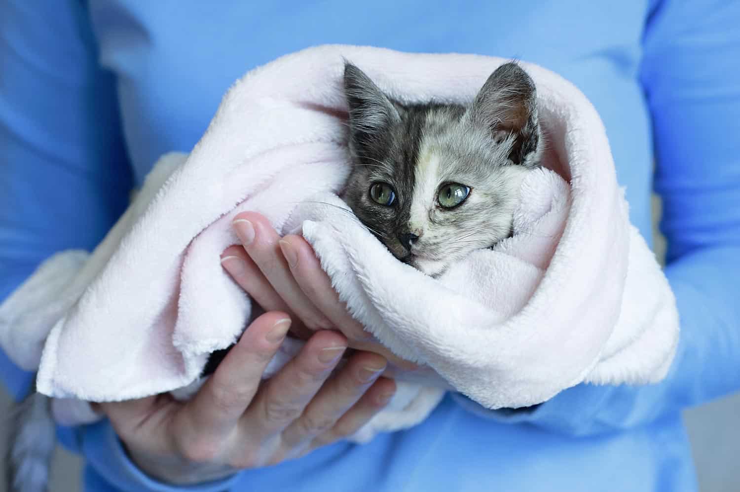Gray kitten wrapped in a towel on the hands - for an article on how to remove clumping litter from cat's paws