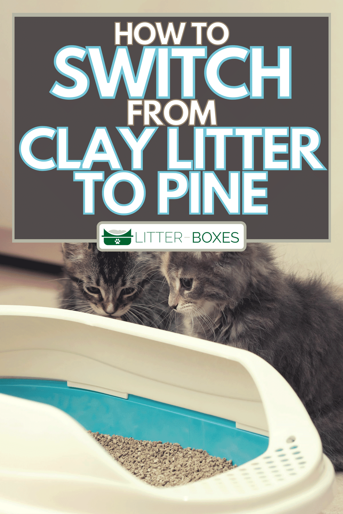 The two cute kittens are sitting near their litter box, How To Switch From Clay Litter to Pine