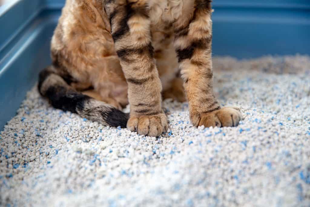Low Section of Devon Rex Cat Sitting on Clumping Cat Sand in Litter Box
