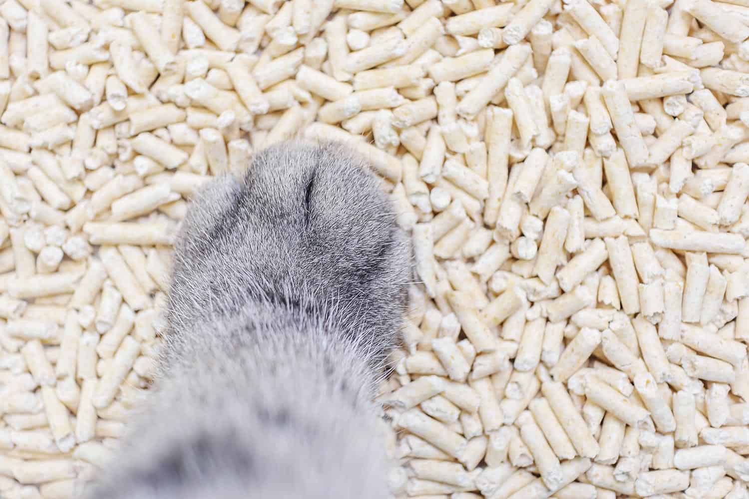 Natural eco-friendly cat litter and cat's paw