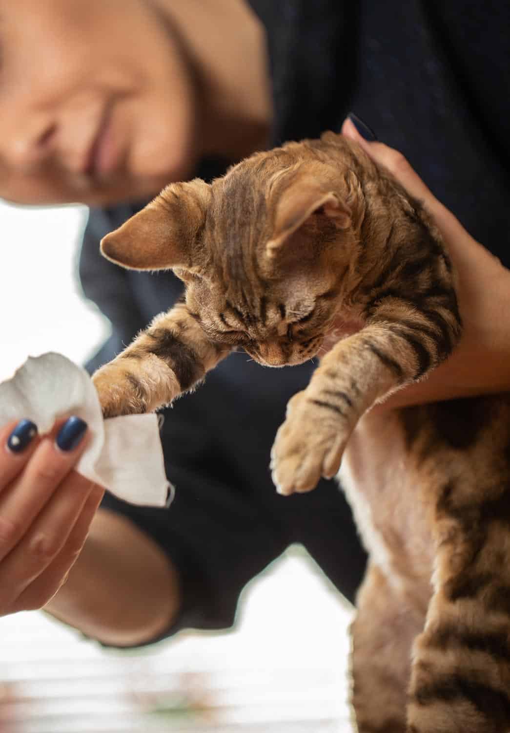 Owner cleaning dirty kitten paws after using litter box