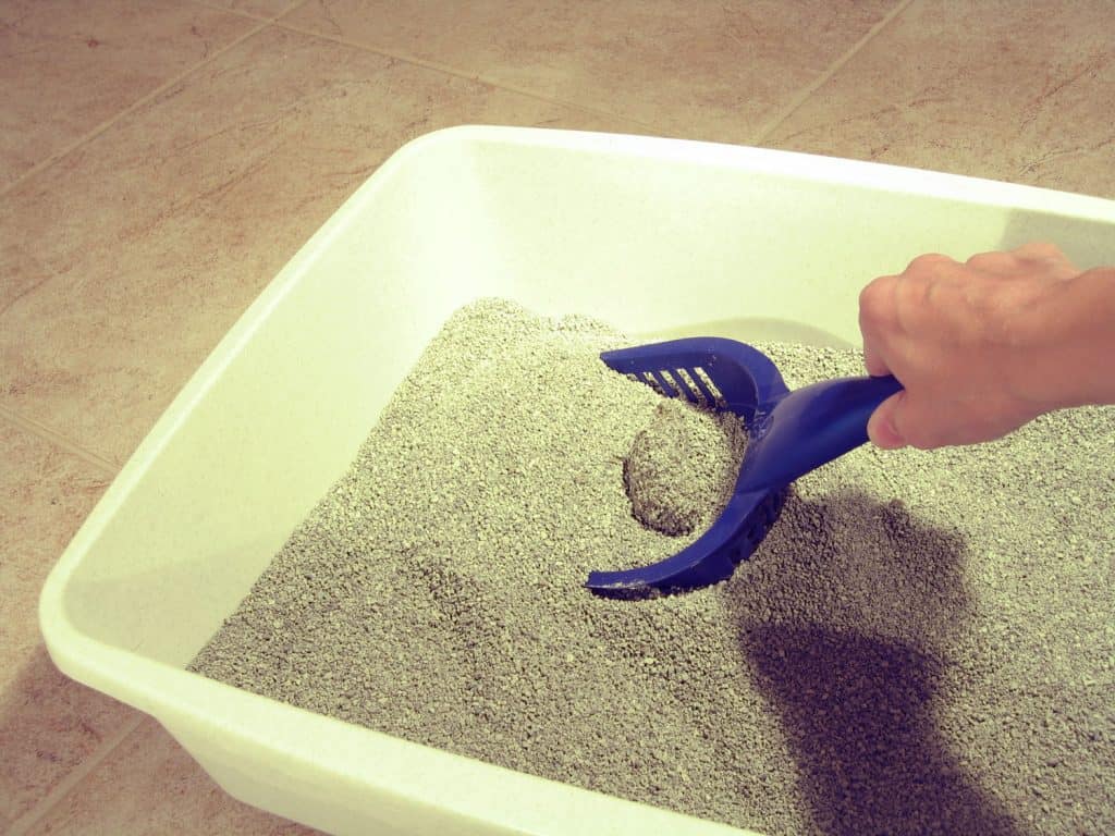 Scooping the litterbox. Clumping litter.