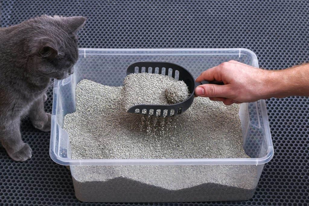 The man cleans the litter box.