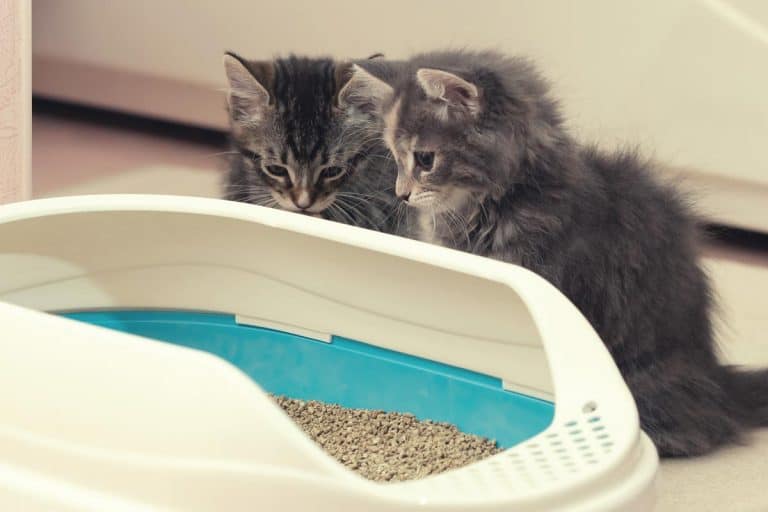 Two cute kittens are sitting near their litter box, How To Switch From Clay Litter to Pine