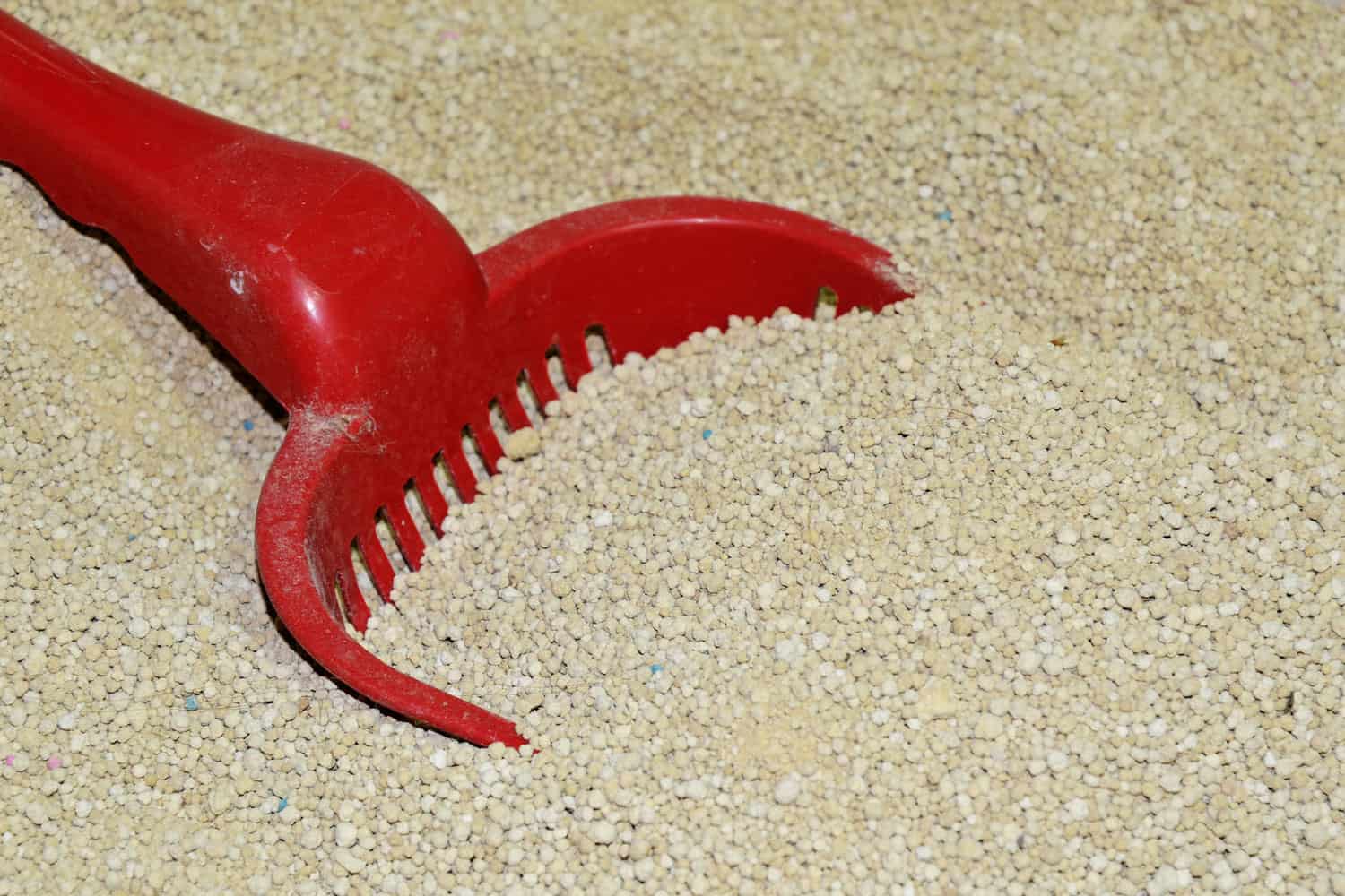 Up close photo of a red cat scoop in the cat litter