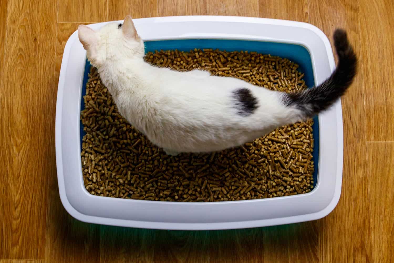 White cat in cat's litter box - from article how to remove clumping litter from cat's paw
