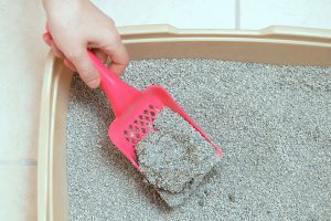 Read more about the article Can You Mix Clay And Crystal Litter?