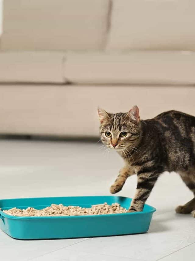 Tabby cat near litter box at home